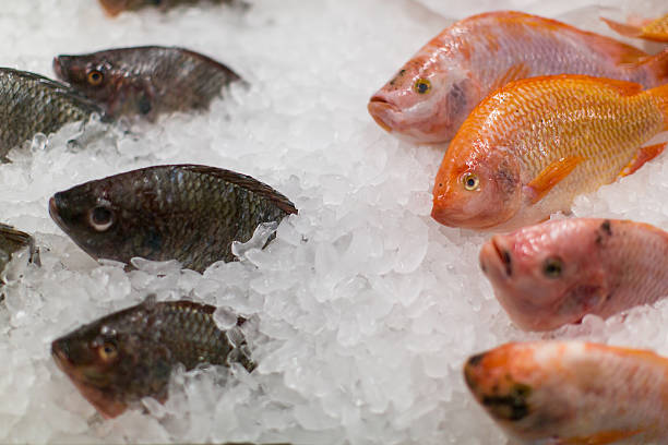 istock Frozen fish on ice sale in market. 508069340