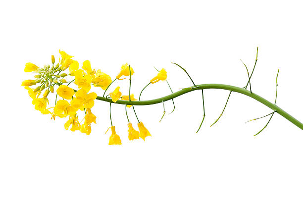 istock Fresh Canola Flower on White 508069526