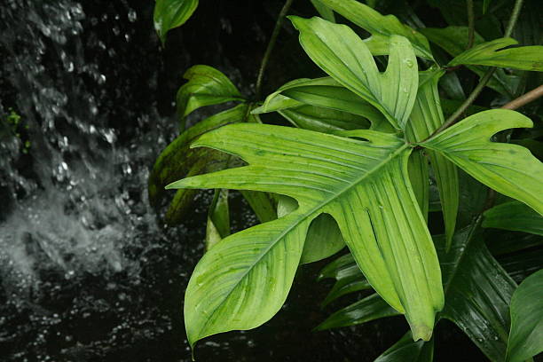 istock Rich green Tropical Foliage 508069925