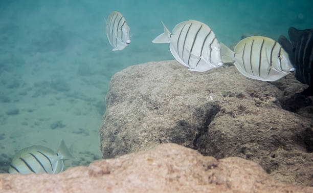 convict タンのハナウマ湾で - scuba diving flash ストックフォトと画像