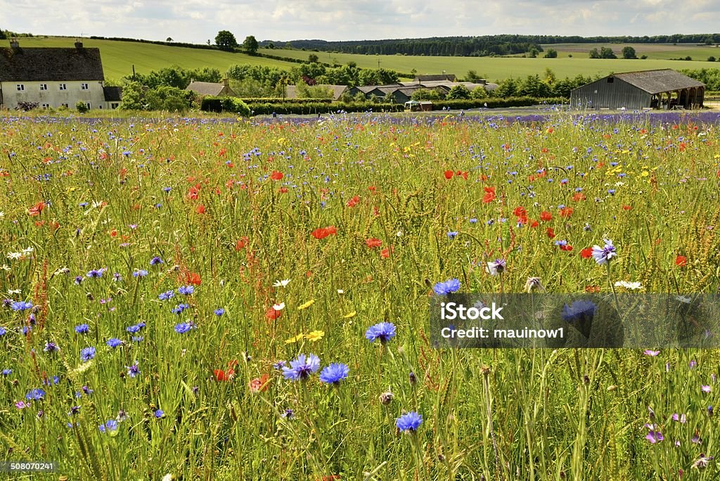 wildflowers landscape Wildflower Stock Photo