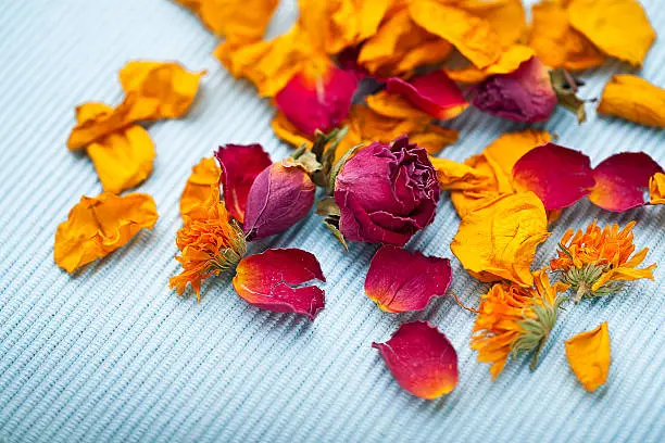 colorful dried rose-leaves composition on a light blue cover