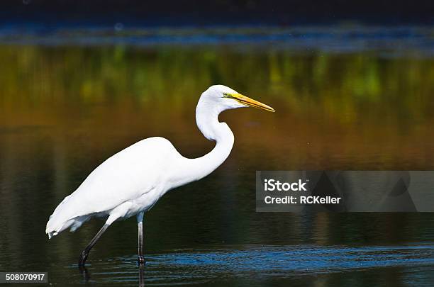 Great Egret Hunting For Fish In Autumn Stock Photo - Download Image Now - Animal Wildlife, Animals Hunting, Animals In The Wild