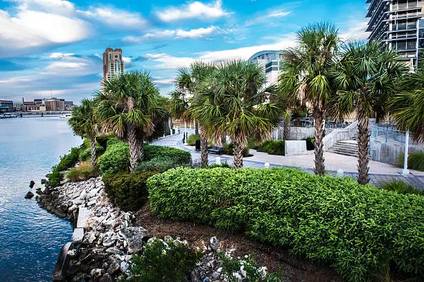 This is an image of palm trees along of the Tampa Riverwalk.