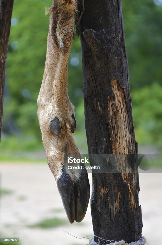 Deer Hoof A deer hoof hanging from a tree. Deer Stock Photo