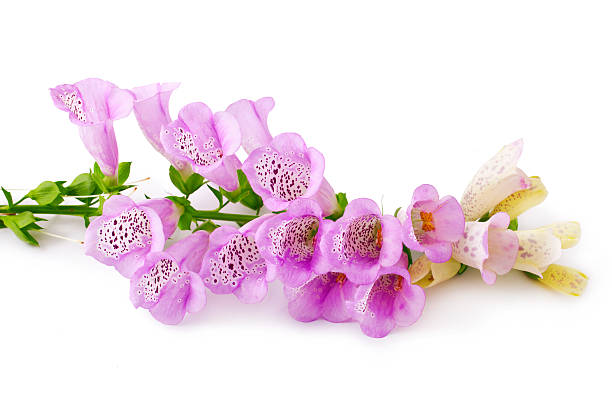 Foxglove Purple Foxglove flower isolated over white background foxglove photos stock pictures, royalty-free photos & images