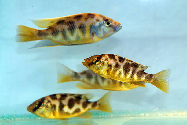 Nimbochromis venustus (Venustus Hap) Nimbochromis venustus (Venustus Hap) nimbochromis venustus stock pictures, royalty-free photos & images