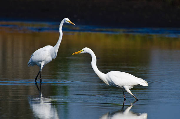 istock Great Egrets Hunting for Fish in Autumn 508072853