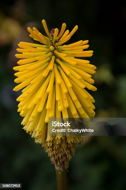 Yellow Kniphofia Atlanta Flower Stockfoto en meer beelden van Torch Lily - Torch Lily, Bloem - Plant, Bloemhoofd