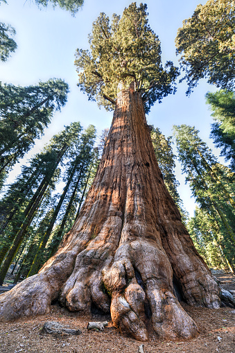 General Sherman - the largest tree on Earth, Sequoia National Park, California.