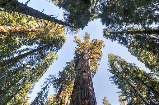 General Sherman - the largest tree on Earth, Sequoia National Park, California.