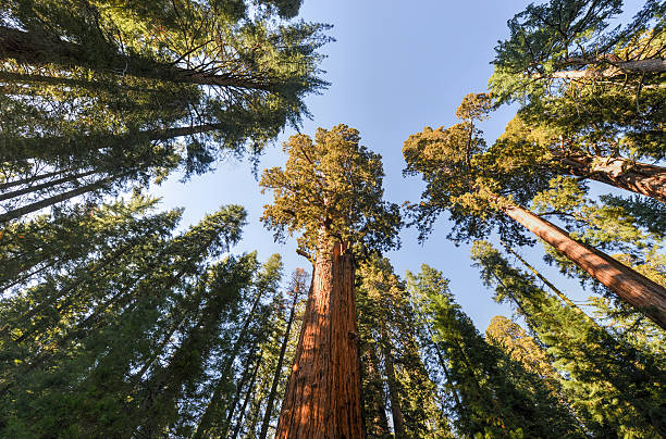General Sherman Sequoia Tree General Sherman - the largest tree on Earth, Sequoia National Park, California. biggest stock pictures, royalty-free photos & images
