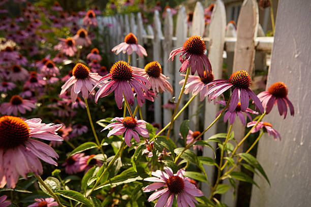 istock White Picket Fence with Flowers 508073477