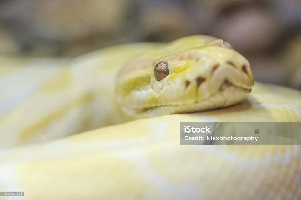 Gold Python Animal Gold Python Stock Photo - Download Image Now - Animal, Animal Body Part ...