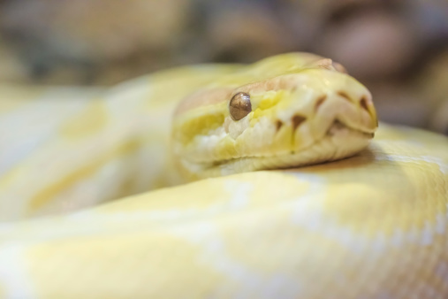 Python Snake Shell Gold Gold Python Stock Photo - Download Image Now - Animal, Animal Body Part ...