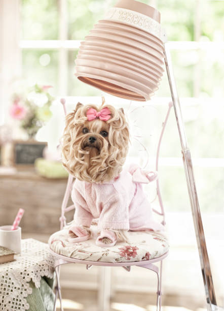 istock Yorkshire Terrier Day at the Groomer-Spa 508073961