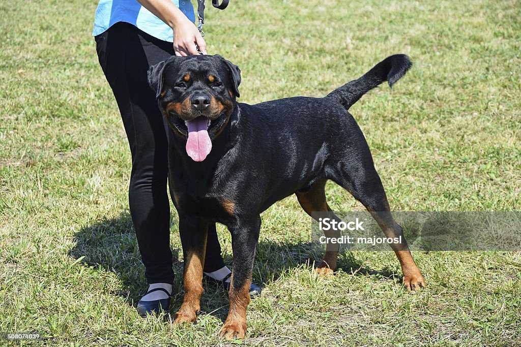 Rottweiler Hund - Lizenzfrei Dressierter Hund Stock-Foto