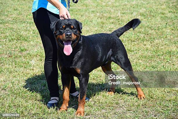 Rottweiler Hund Stockfoto und mehr Bilder von Dressierter Hund - Dressierter Hund, Eine Person, Einzelnes Tier