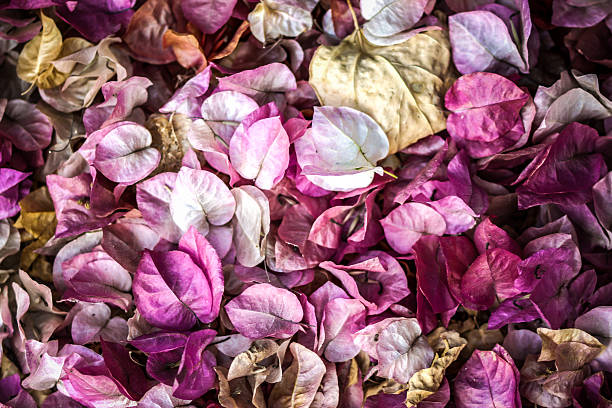 istock bougainvillea fall in the garden 508074231