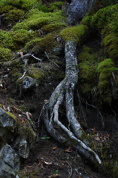 albero e radici moss - branch close up dark sullen foto e immagini stock