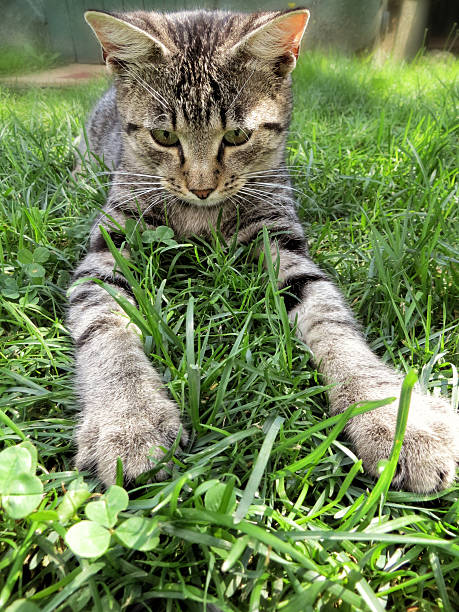 istock Cat enjoying his life 508075719