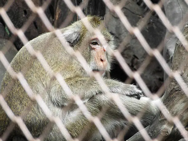 Photo of Monkey in a cage