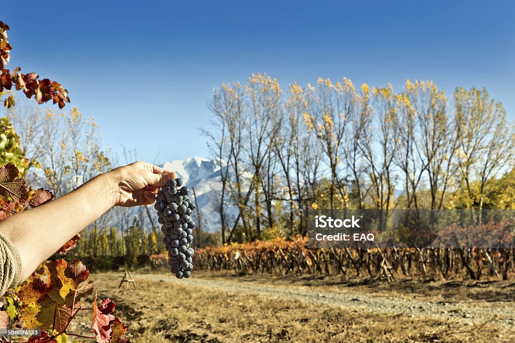 포도 수확하다 - 로열티 프리 가을 스톡 사진