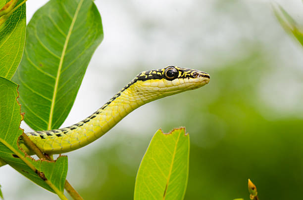 istock close-up of green mamba snake on tree, tropical forest, Thailand 508077521
