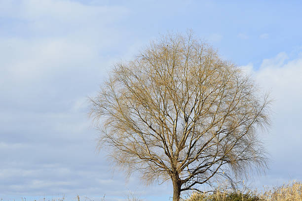 istock Bare winter tree in the calm blue sky. 508088304
