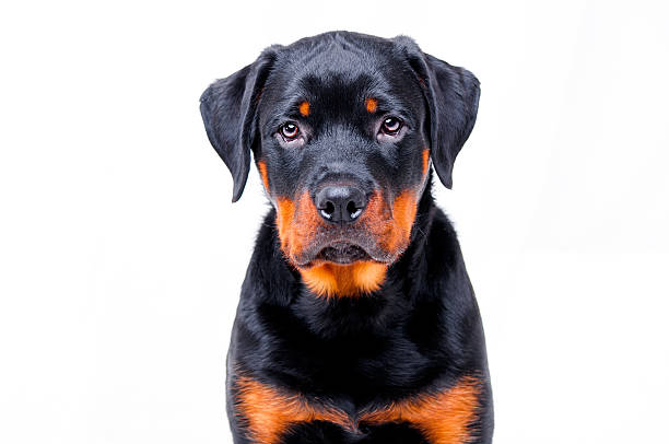 istock The puppy Rottweiler 508090804