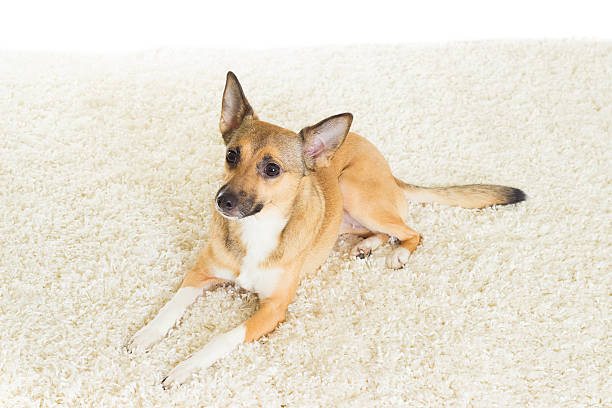 istock dog on a fluffy carpet 508092526