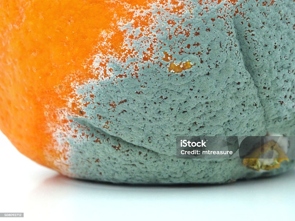 Hình Ảnh Cam Mốc Trái Cây Họ Cam Quýt Quá Chín Với Nấm Mốc Xanh ...