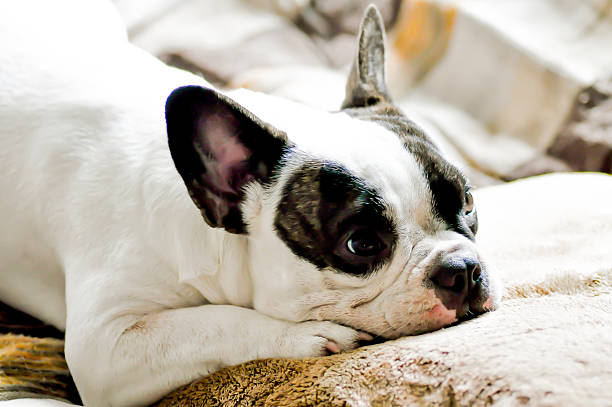 istock French bulldog and cushion 508093061