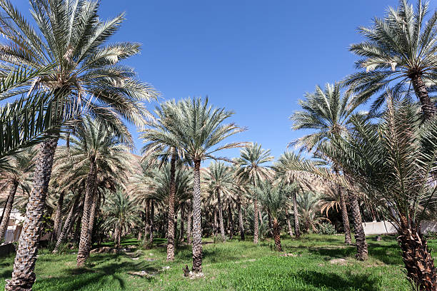 istock Palm trees in an oasis, Oman 508093092