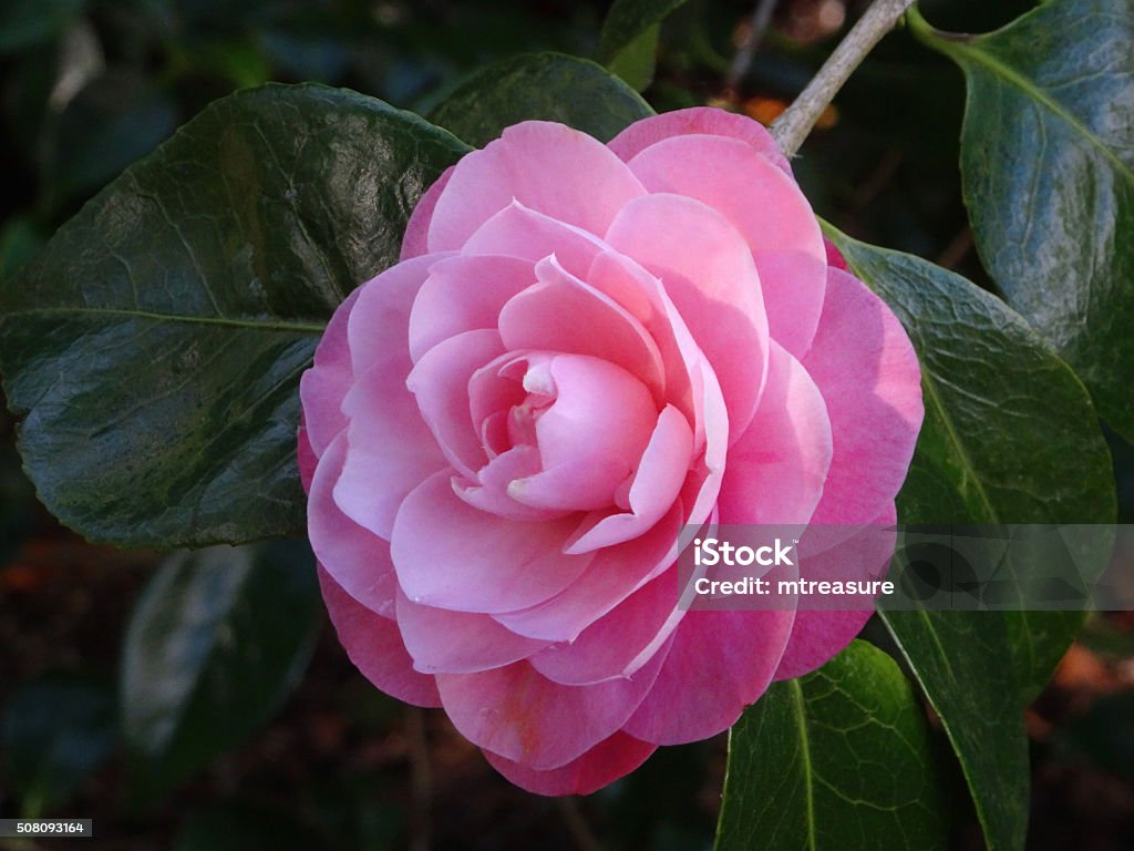 Hình Ảnh Cánh Hoa Màu Hồng Của Hoa Camellia Japonica Nhật Bản Vườn ...