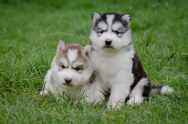 istock Cute puppies siberian husky on grass 508093295