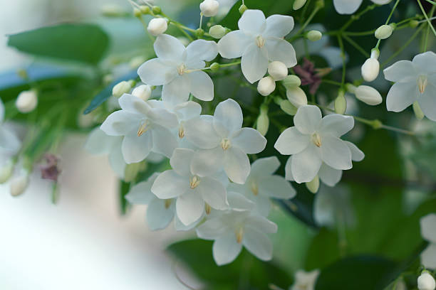istock Macro shot of white flowers are fragrant (Wrightia religiosa Ben 508094163