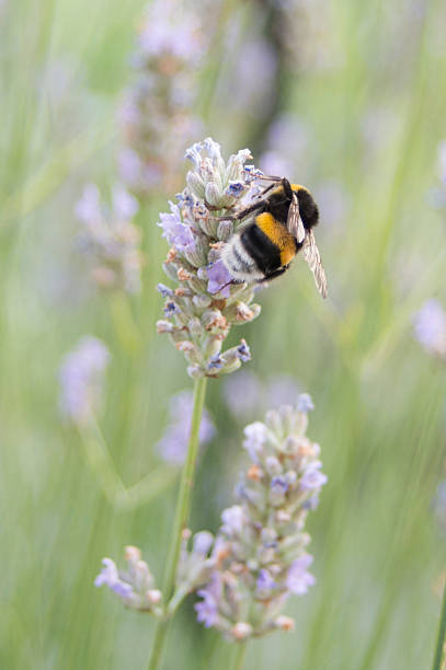 istock Bumblebee on a Lavender blossom 508094297