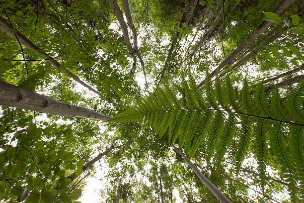istock Large Fern leave under high trees 508094567