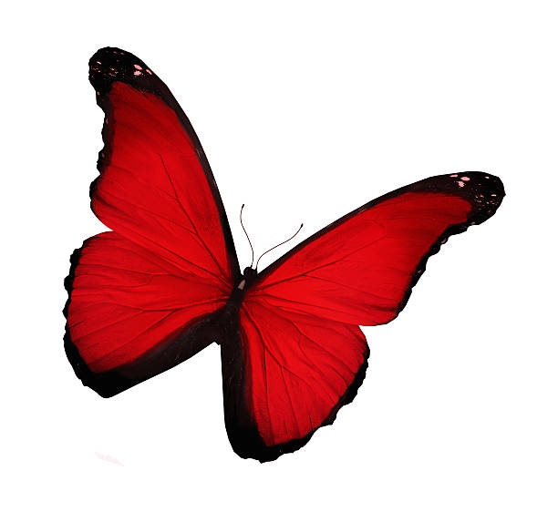 istock Bright red butterfly, isolated on white 508095043