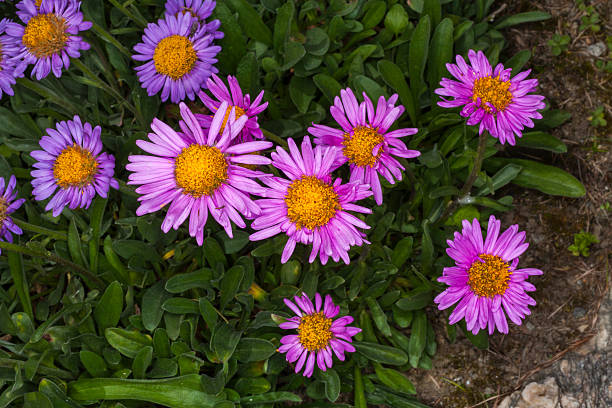 Aster alpininus (family: Compositae, also known as Asteraceae). Western Alps.