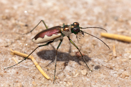 Hunting in the sands of the Bottomless Lakes State Park, a tiger beetle pauses to look for prey.