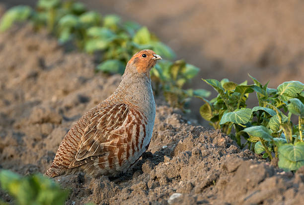 Grey partridge (Perdix loses.) Male Grey partridge (Perdix perdix) on a field. grey partridge perdix perdix stock pictures, royalty-free photos & images