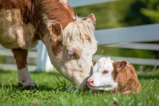 Close-up of a young Hereford calf and it's mother.