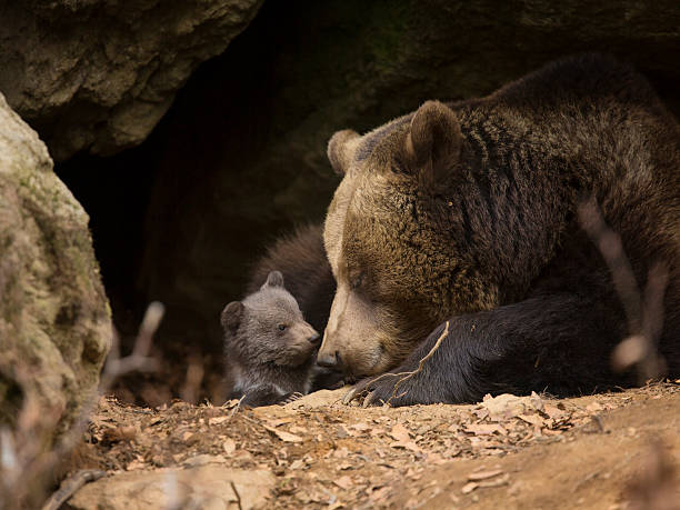 istock Brown bear family 508096633