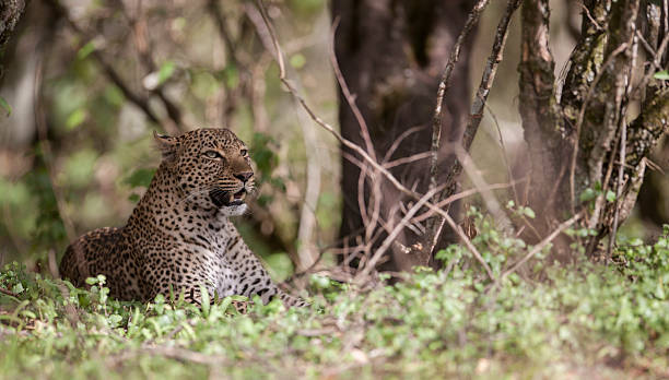 istock Wild leopard enjoys the evening sunshine 508096641