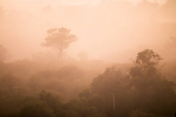 istock Trees in the mist of Kenya 508096665