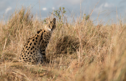 Beuatiful Serval Cat plantea en el largo de la hierba photo
