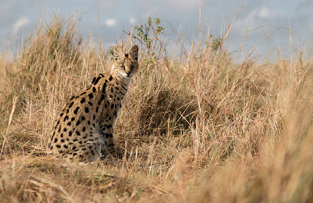 Wild serval cat, one of 5 cats found in the Masai Mara is one of the most elusive living in the long grass and only being sen when they want to be.  Unique camera angle taken from grass level