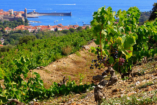 Vineyard of Collioure Vineyard of Collioure - bell tower and lighthouse in the background. collioure stock pictures, royalty-free photos & images